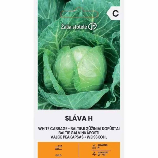 White Cabbage 'Slava' H