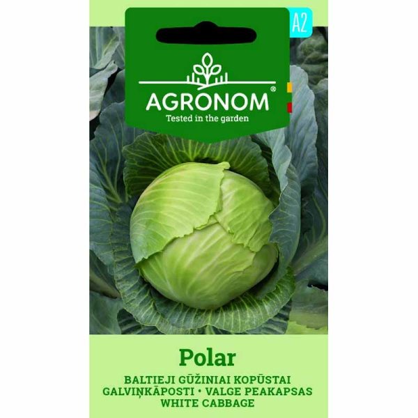White Cabbage 'Polar'