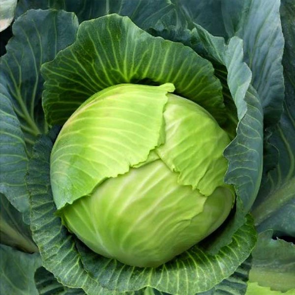 White Cabbage 'Polar'