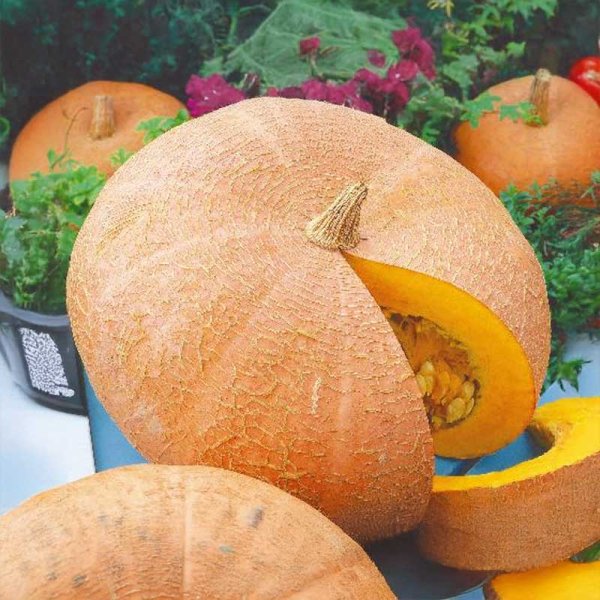 Pumpkin 'Quintale seme giallo'