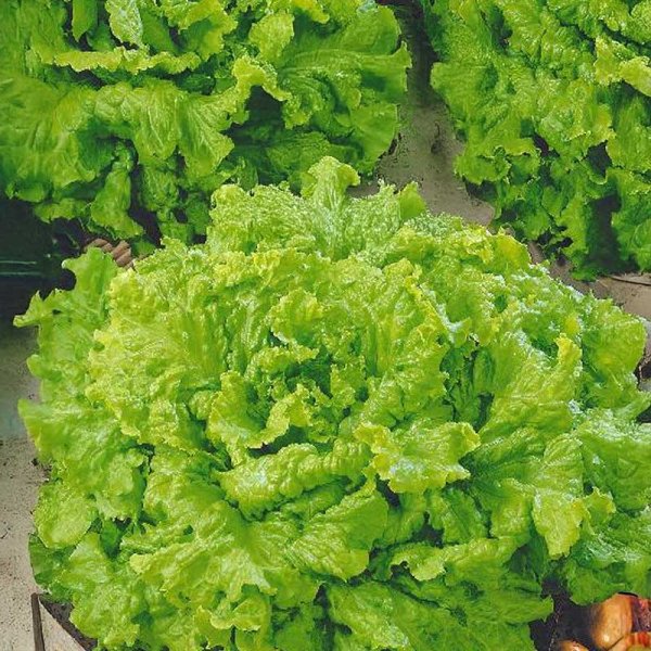 Leaf Lettuce 'Black Seeded Simpson'
