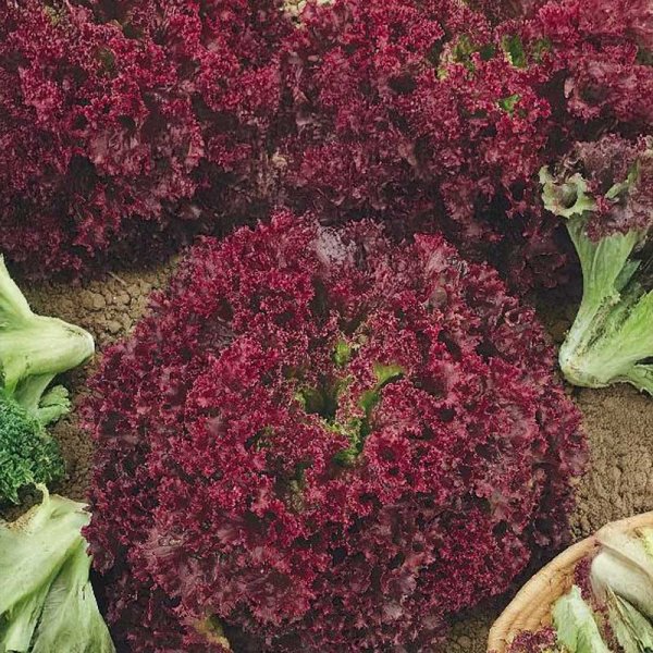 Lettuce 'Lollo rossa'
