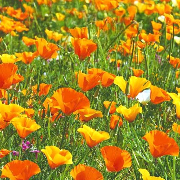 California Poppy