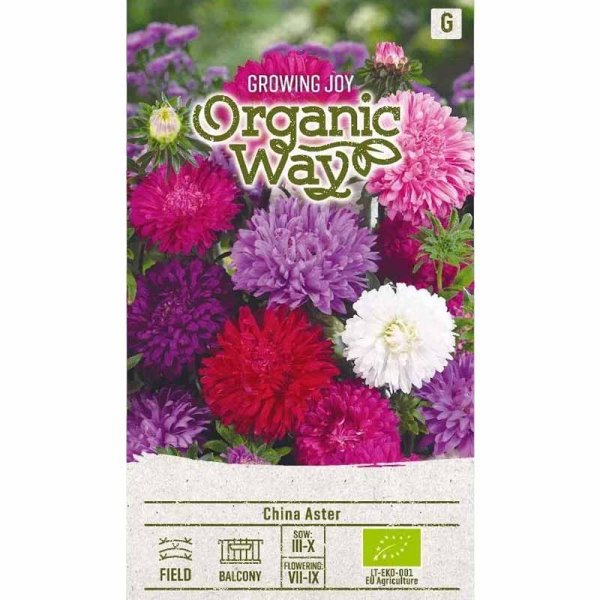 Summer Aster 'Standy'