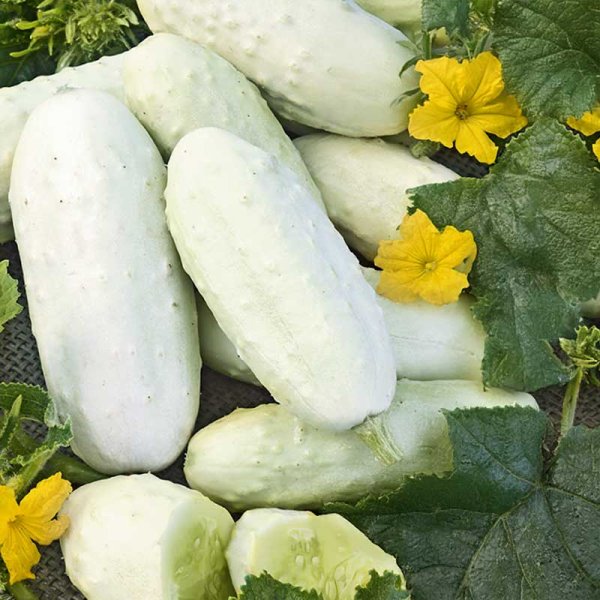 Cucumber 'White Wonder'