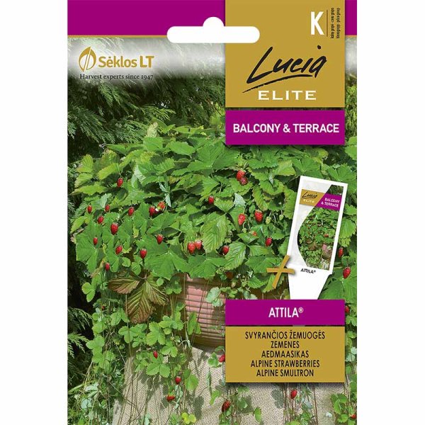 Alpine Strawberry 'Attila'