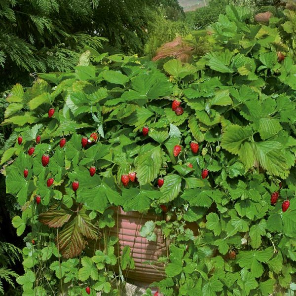 Alpine Strawberry 'Attila'