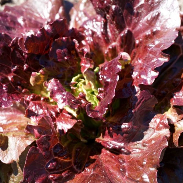 Lettuce 'Florinred'