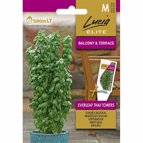 Thai Basil 'Everleaf thai towers'