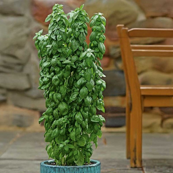 Thai Basil 'Everleaf thai towers'