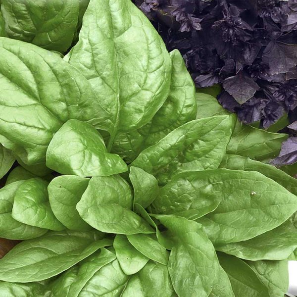 Spinach 'Lavewa'
