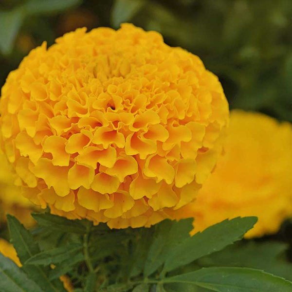 African Marigold 'Taishan® Orange'