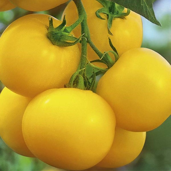 Tomato 'Lemonia'