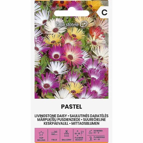 Livingstone Daisy 'Daisy Pastel'