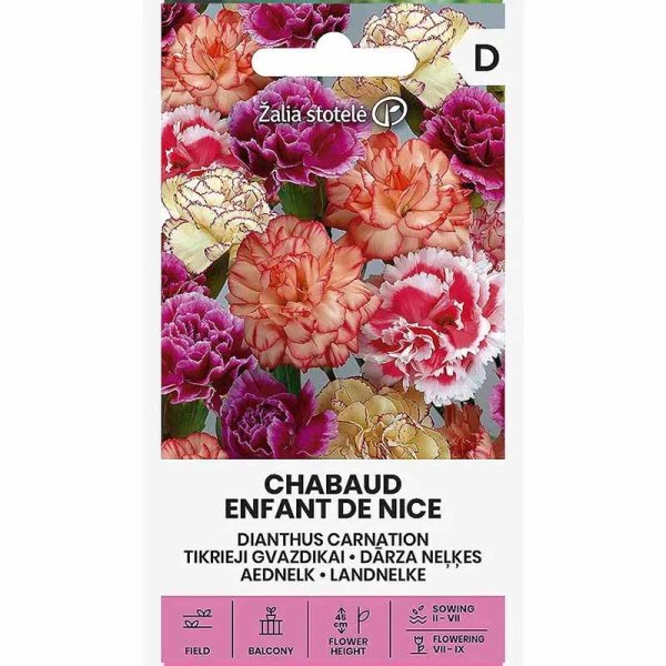 Garden Carnation 'Enfant de Nice'
