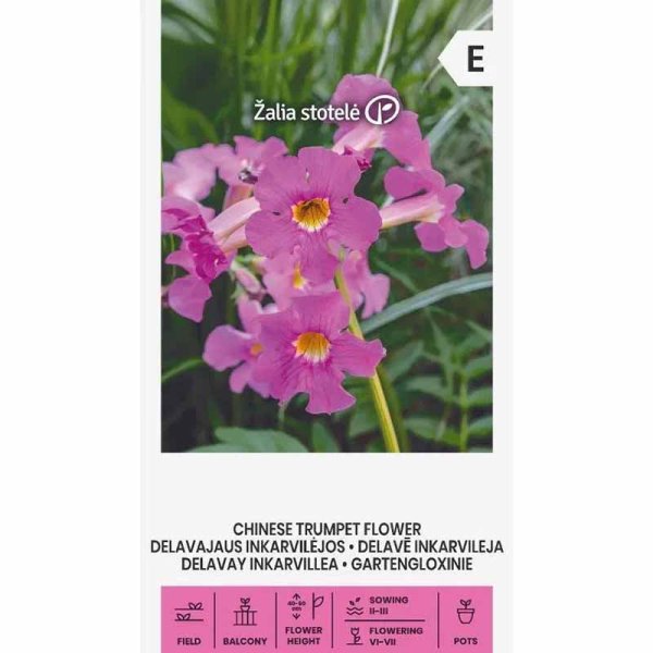 Chinese Trumpet Vine