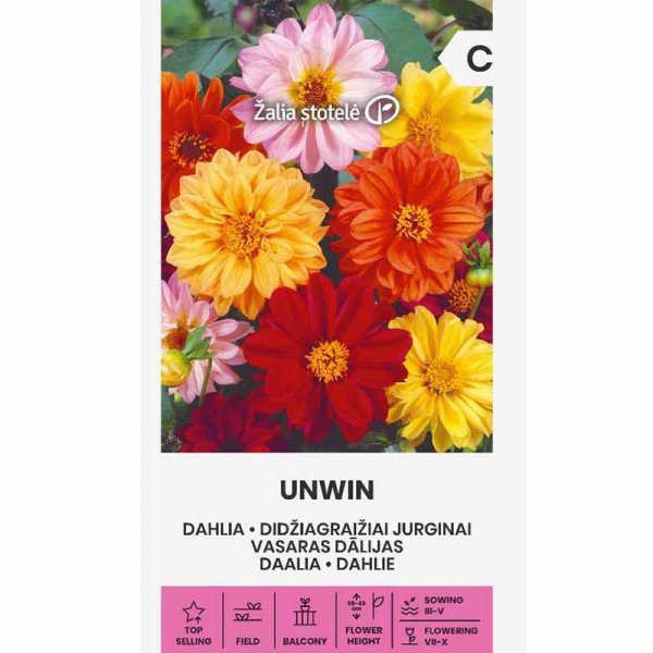 Dahlia 'Unwin'