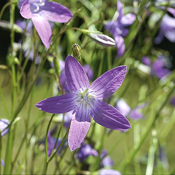 Bellflower