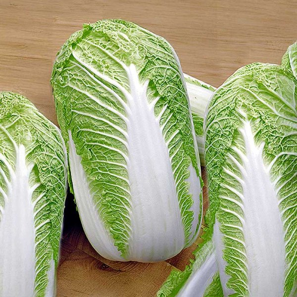 Chinese Cabbage 'Capitol'