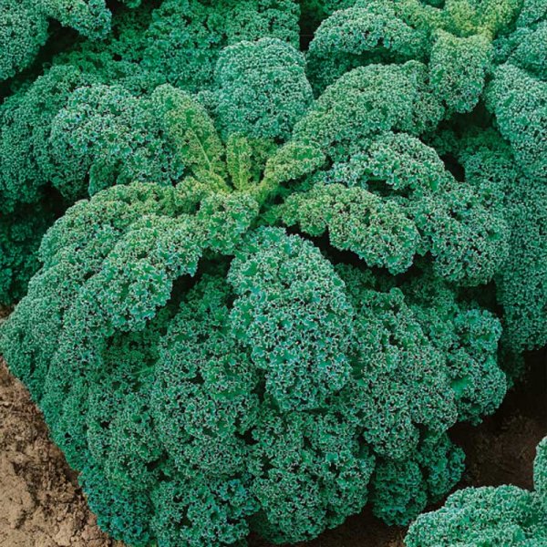 Kale 'Kapral'