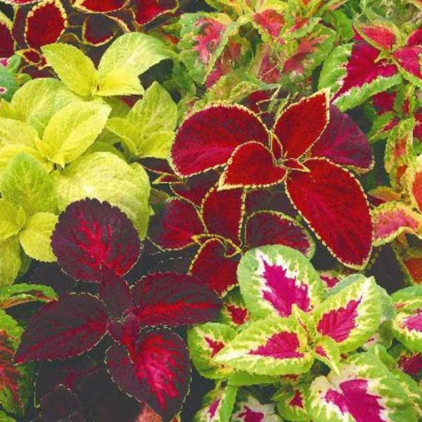 Coleus 'Improved Rainbow'