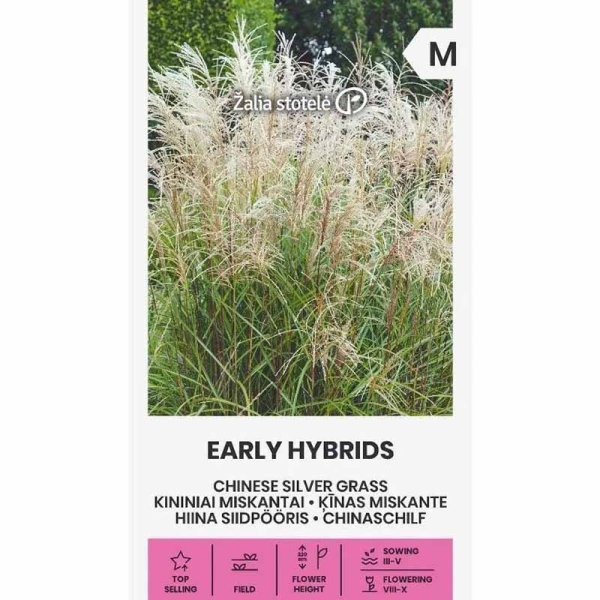 Maiden Grass 'Early Hybrids'