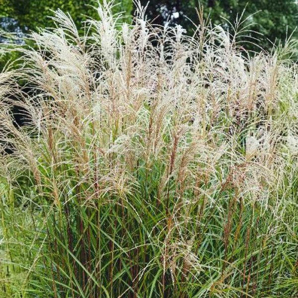 Maiden Grass 'Early Hybrids'