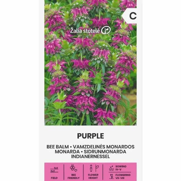 Bee Balm purple