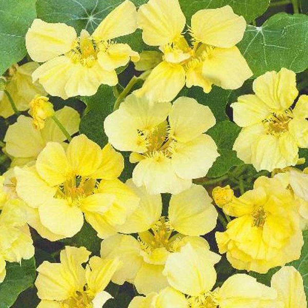 Climbing Nasturtium 'Moonlight'