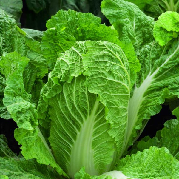 Chinese Cabbage 'Bristol'