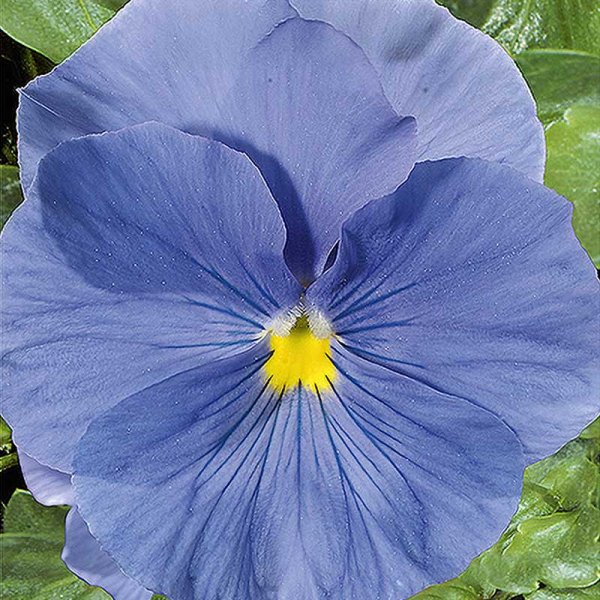 Pansy 'Clear crystals light blue'