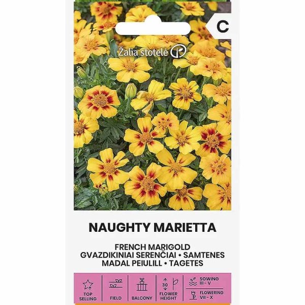 French Marigold 'Naughty Marietta'