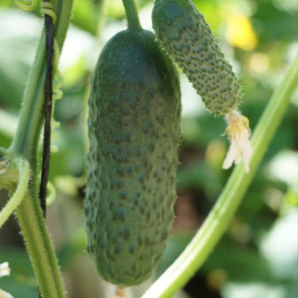 Cucumber 'Berlioz' F1