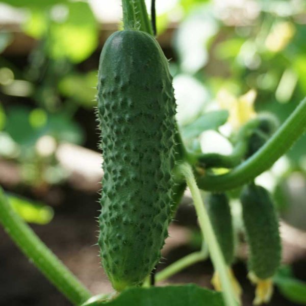 Outdoor Cucumber 'Gracie' F1