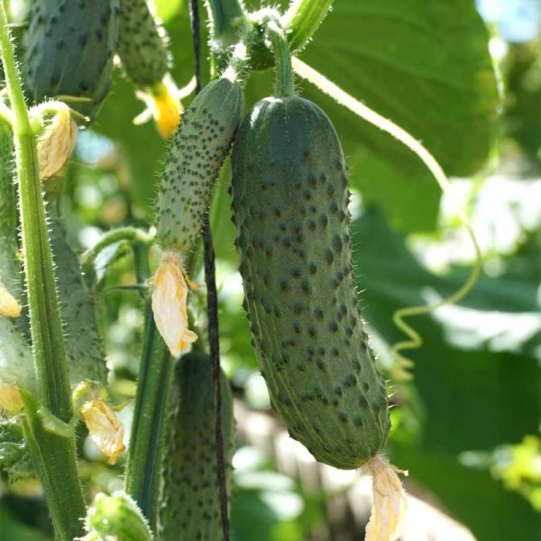 Outdoor Cucumber 'Lenara' F1