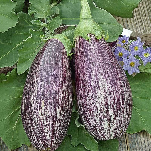 Eggplant 'Tsakoniki'