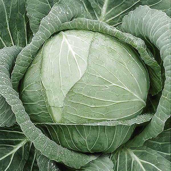 White Cabbage 'Cerox' H