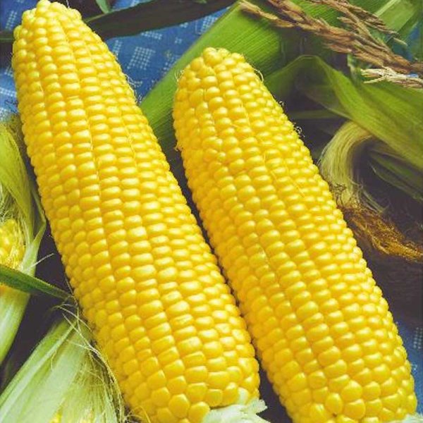 Corn 'Longa' H