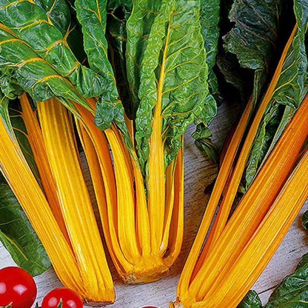 Swiss Chard 'Gele Sier'