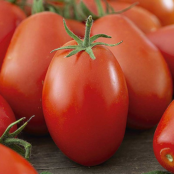 Tomato 'Baton rouge' H