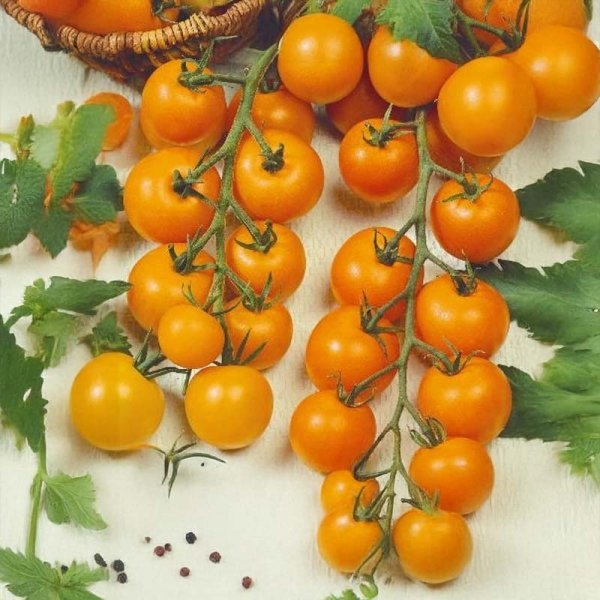 Tomato 'Figiel'