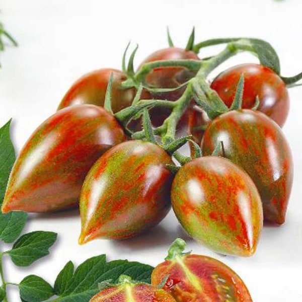 Tomato 'Melange' H