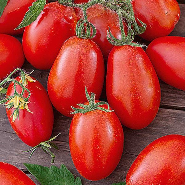 Cherry Tomato 'Nestor' H