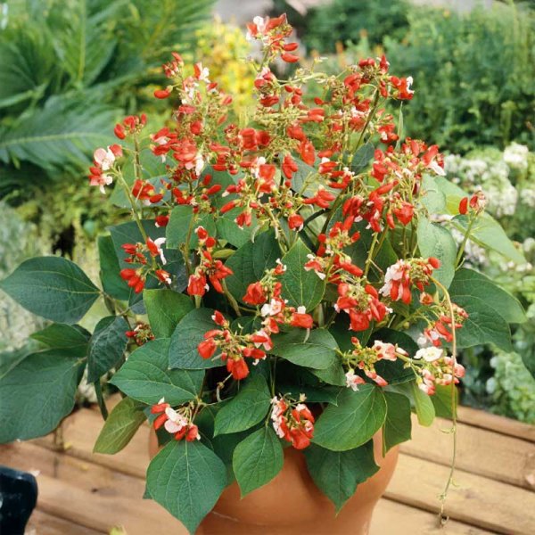 Runner Bean 'Hestia'