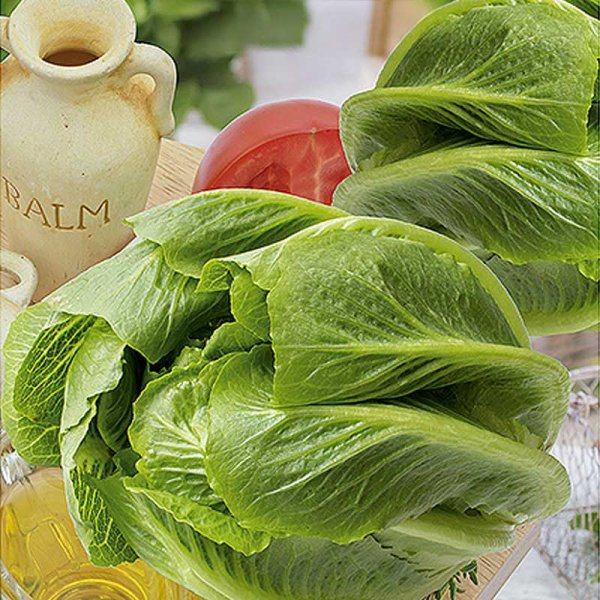 Snack Lettuce 'Crunchita'