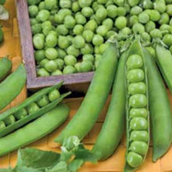 Pea 'Bullseye'
