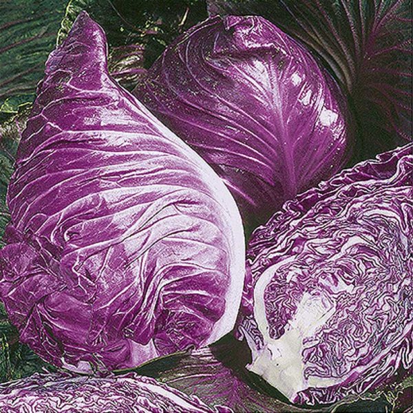 Red Cabbage 'Kalibos'