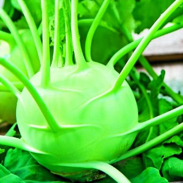 Kohlrabi 'Delikatess Witte'