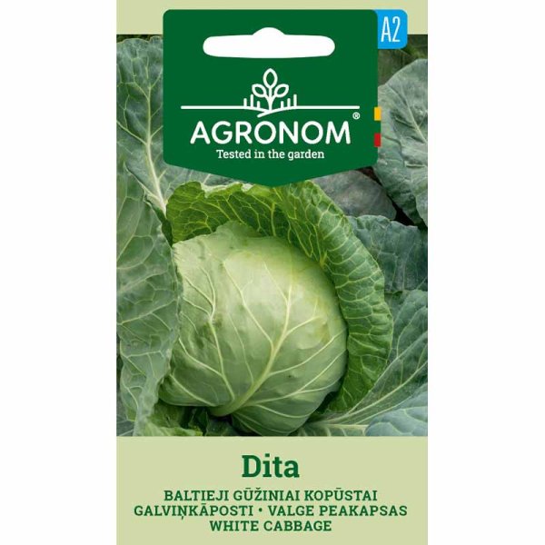 White Cabbage 'Dita'