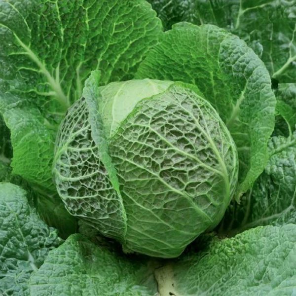 Savoy Cabbage 'Cappriccio' H